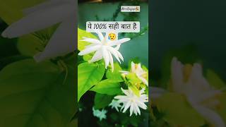 Star Lite Mogra flowers 🌼🌼🌼 #youtubeshorts #comedy #trueline #gardening #flowers #mograplant #nature