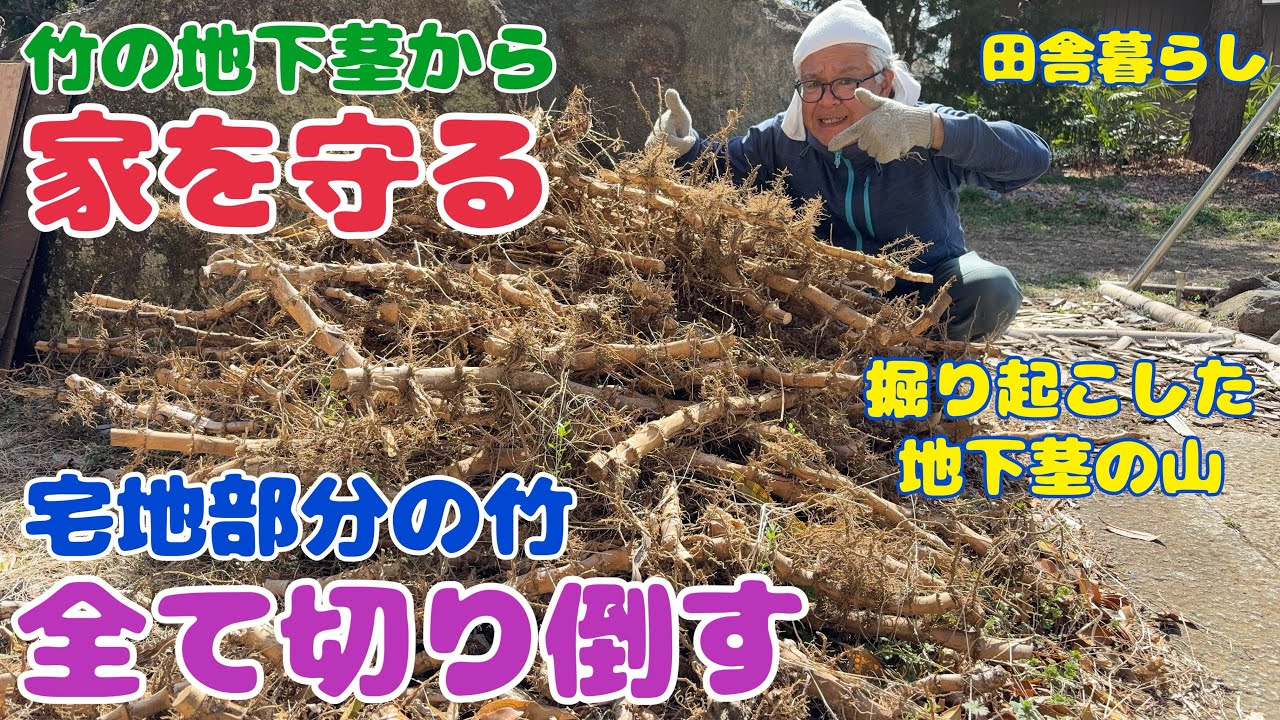 【田舎暮らし】竹の地下茎から家を守る　宅地部分の竹、全て切り倒す　地下茎の山　ワンポールテント出現