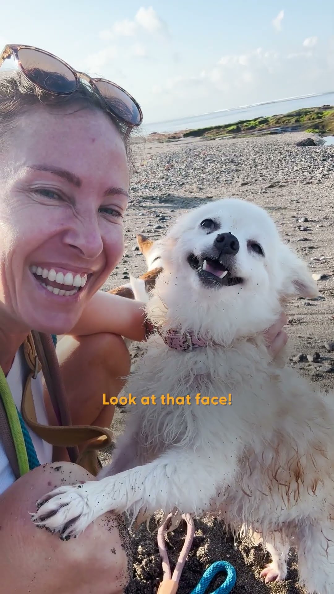 Abandoned Dog Gets a Second Chance And Transforms Into the Fluffiest Princess | The Dodo