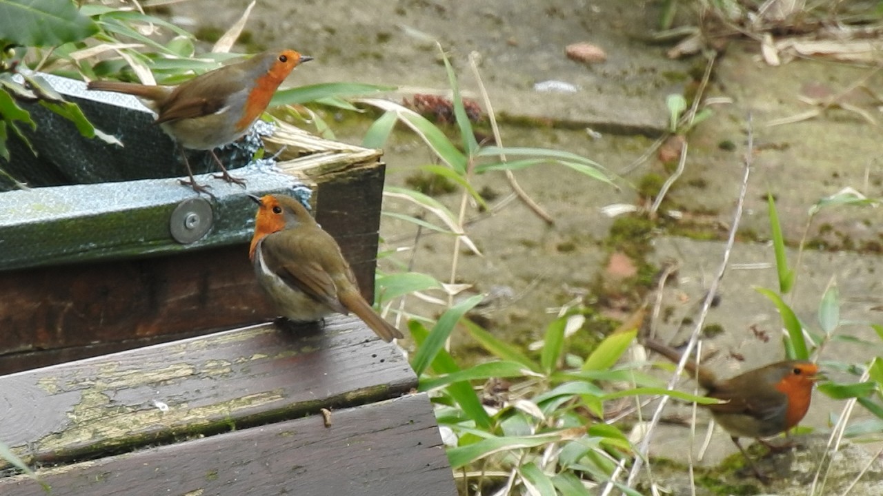 3 Robin Day. Feed the birds UK 07 03 26