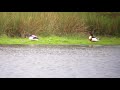 A Shelduck Family