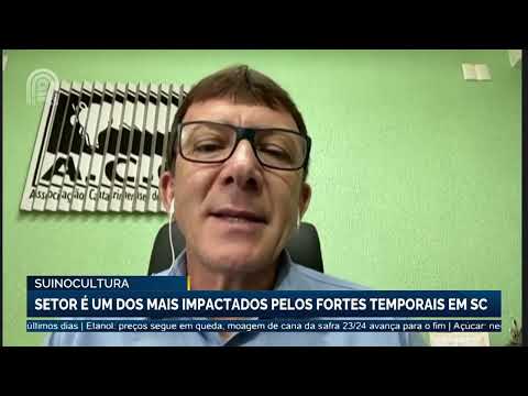 Suinocultura: setor é um dos mais impactados pelos fortes temporais em Santa Catarina | Canal Rural