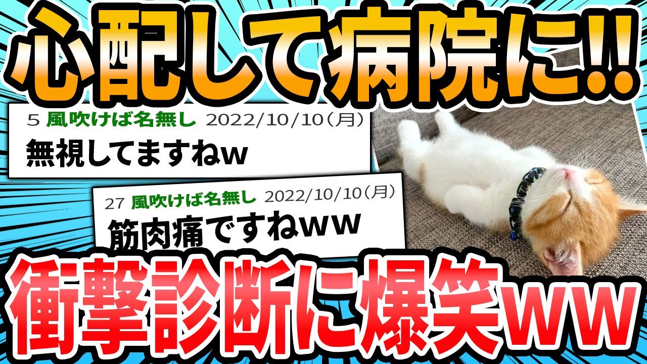 【衝撃】飼い主が心配して病院に連れて行くと… #ドクターに言われた衝撃的な言葉 犬猫バージョン【2ch面白いスレ】