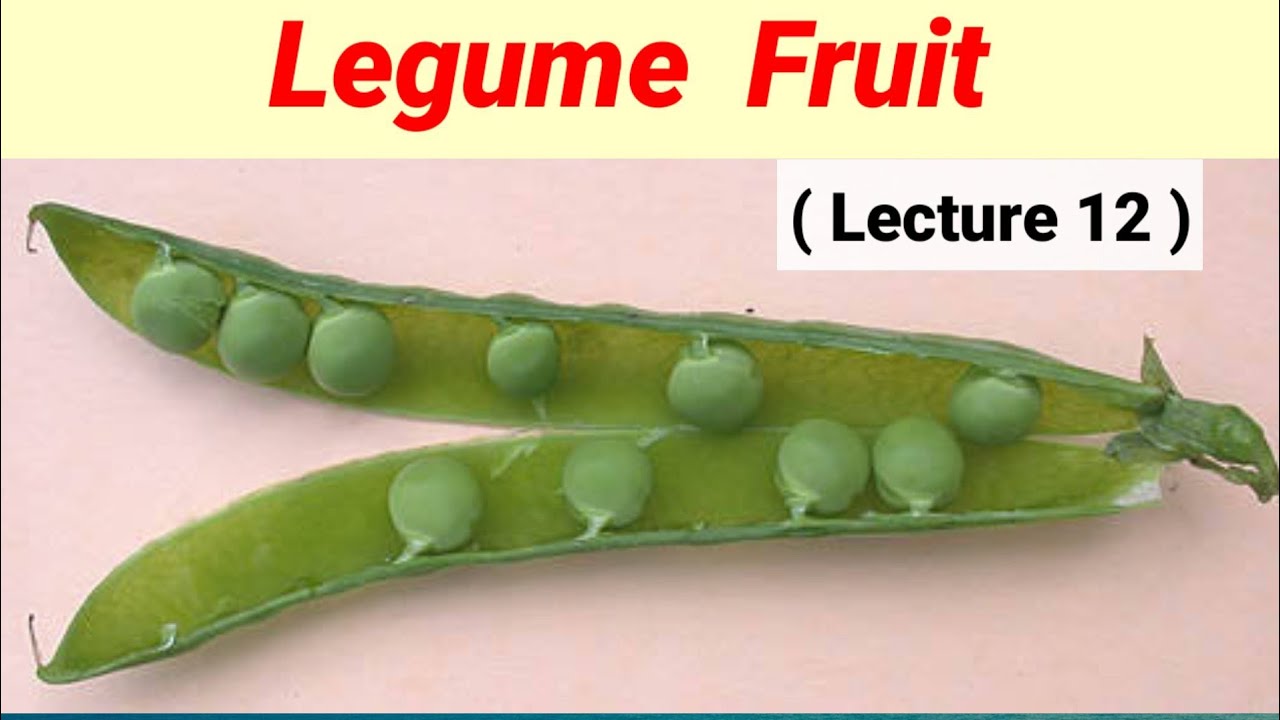 Legume Fruit / Dehiscent Fruit (Lecture 12) In Hindi/Urdu. YouTube