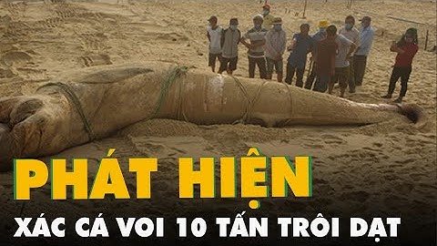 Phát hiện xác cá voi hơn 10 tấn trôi dạt bờ biển