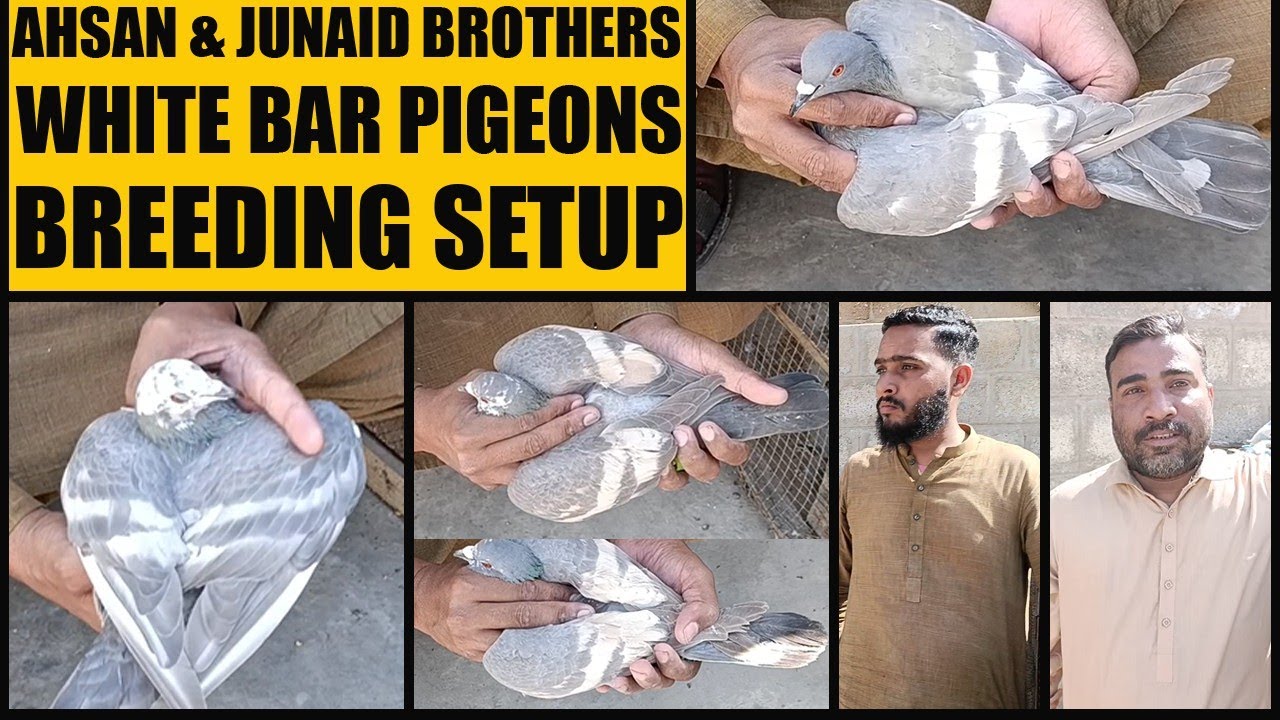 White Bar Fighter Gola Pigeons Loft Ahsan & Junaid Brothers Ghaghray Lalband Kabooter Breeding Setup