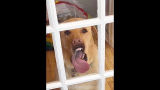 TRY NOT TO LAUGH 🤣 Funny Videos Compilation ｜ ZAP TV 📺 FLM #1