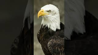 Unveiling the American Bald Eagle: Symbol of Strength and Majesty