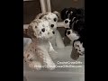 Custom Crochet Dogs #crochet #giftideas #amigurumi #etsyfinds