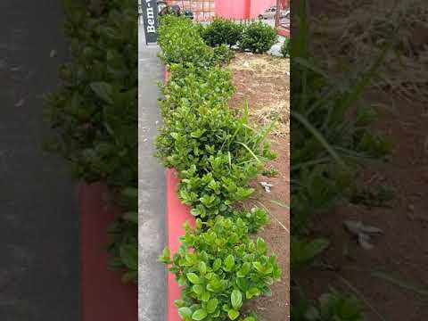 Video: ¿Qué es Possumhaw Viburnum? Cómo cultivar arbustos Possumhaw