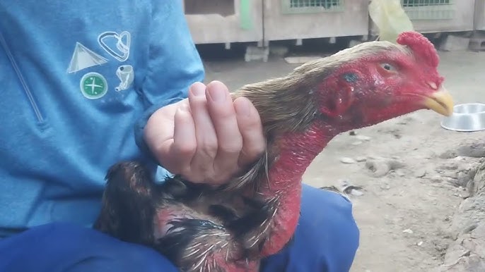 Dam olish uchun video anal porno