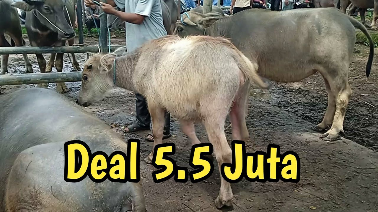 DEAL 5.5 JUTA !!!.... HARGA ANAK KERBAU PASAR HEWAN PURWAKARTA