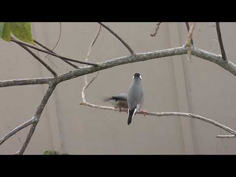 Backyard Birding at it's best - Java Sparrows Mating Dance