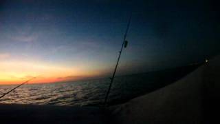 FILE0316 trout2