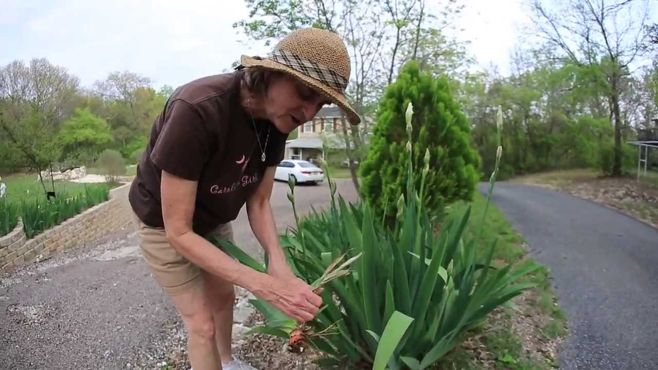 Iris Propagation Tip YouTube