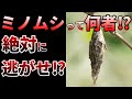 【ゆっくり】最強の糸で人類の未来を紡ぐ!ミノムシの生態とは⁉