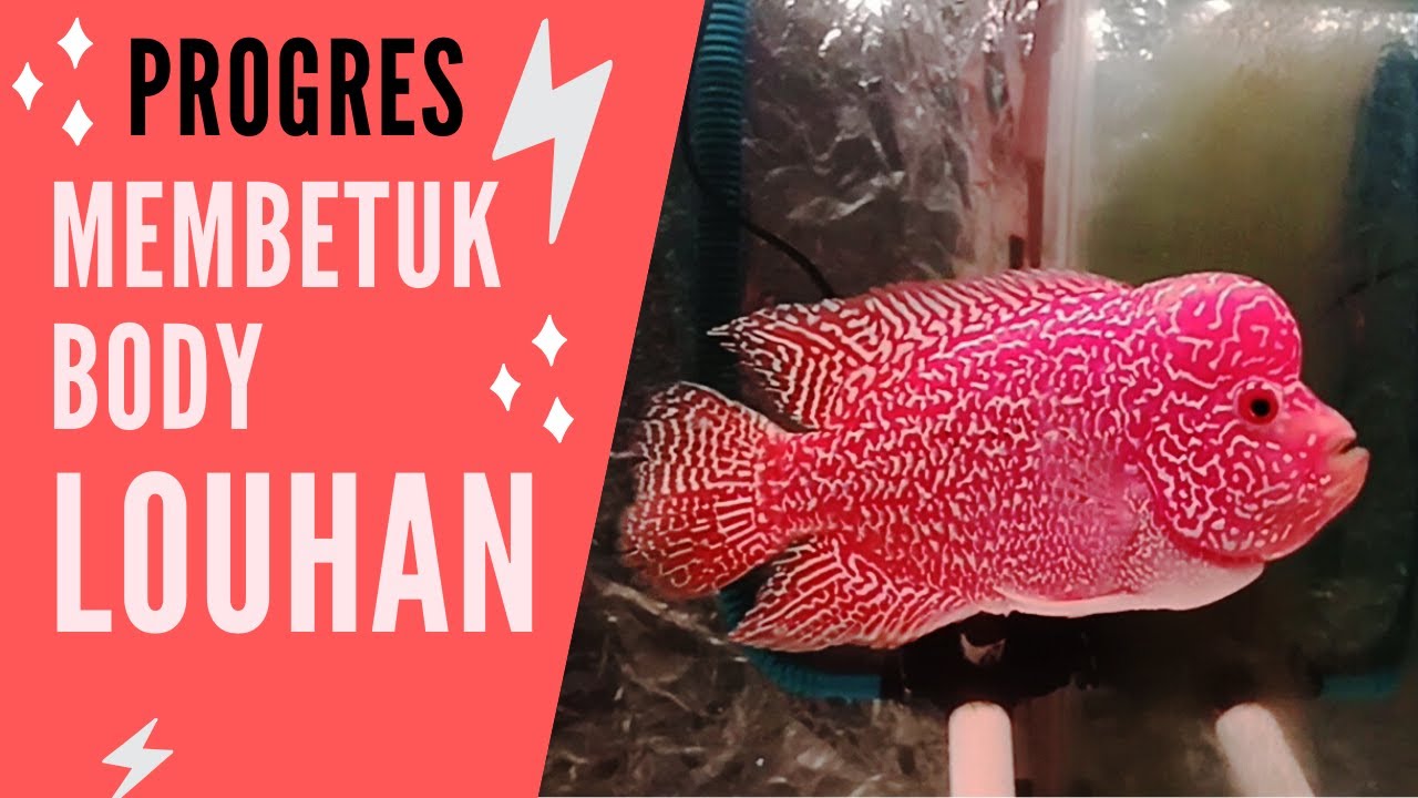 Trik Membuat Jenong Louhan Tumbuh Besar Dan Stabil Trik Membuat Jenong Louhan Tumbuh Besar Dan Stabil