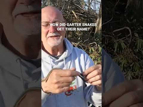 Video: Tipes tuinslange – identifiseer skadelose slange in die tuin
