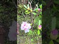Beautiful peony flowers in our garden . #nowvideo #dont_forget_to_like_and_subscribe