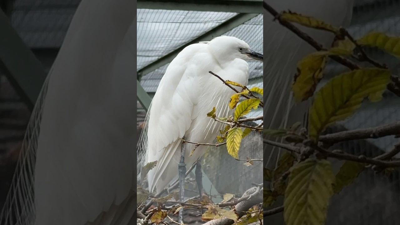 A Median Egret has such cool feathering