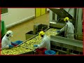 La folle histoire du nuggets de poulet  documentaire consommation