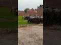 Buffalo 🐃🦬