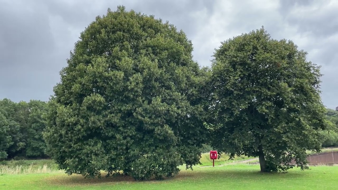 Large leaf lime - trees - July 2023