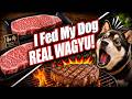 Dog Reacts to the Most Expensive Steak 🐶