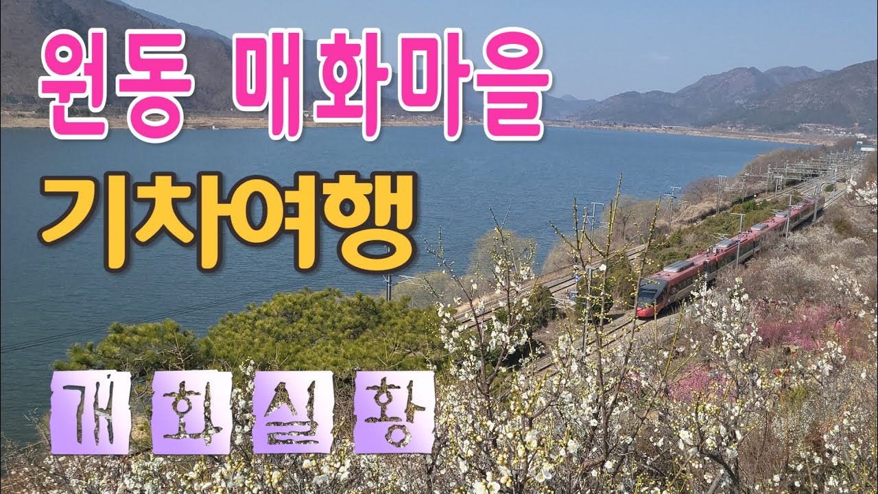 양산 원동매화마을 매화축제, 3월5일 촬영 개화실황, 순매원 매화농원, 낙동강변 철길따라 기차여행으로 봄소식을 전해드립니다, 원동역