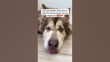 Please donate any little you can to save life of this dog our link on bio for donations 🙏🍉🇵🇸🇵🇸🇵🇸🇵🇸🇵🇸