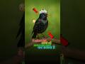 ये अनोखा पक्षी इंसानों की आवाज़ तक कॉपी कर सकता है | this Bird Mimics Everything