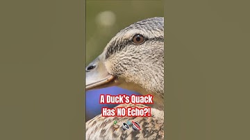Why Doesn’t a Duck’s Quack Echo? 🦆🤔