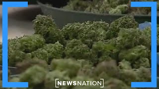 DEA will move to reclassify marijuana as less dangerous drug | Morning in America