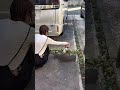 雑草にお湯かけるだけで抜きやすくなるって本当だった😳🌱半信半疑でやったのに、ちゃんと枯れてびっくり✨年末のお庭リセットにもおすすめです🫧#雑草対策 #庭掃除 #簡単掃除 #暮らしのアイデア #家事ラク