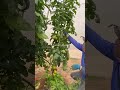 How Quality Tomatoes Grow in the Field #tomato #farming #garden