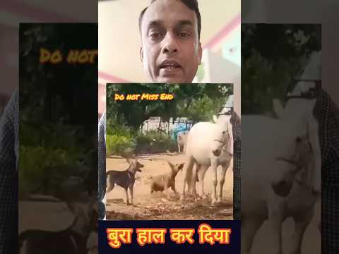 बुरा हाल कर दिया #shorts #motivation #life #horse