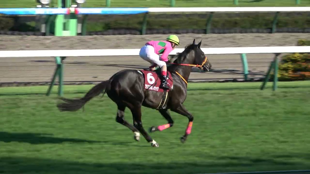 オールカマー2022】ジェンティルドンナの娘が重賞初勝利‼️ 本馬場入場