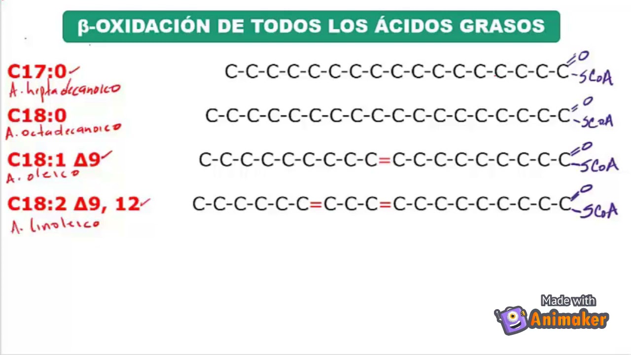 BETA OXIDACIÓN EN TODOS LOS ÁCIDOS GRASOS CADENA PAR E IMPAR, SATURADOS