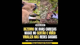 BEZERRo de duas cabeças Viraliza na Internet