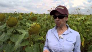 Promociona PEPSICO sembradios de girasol