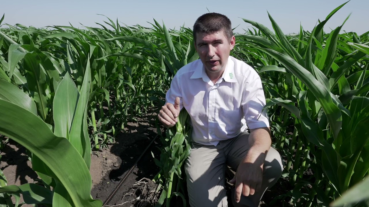 A felszín feletti csepegtető öntözés megoldásai - 2. rész