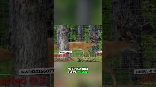 Sting the Buck: Massive 4-Year-Old with Elite Scores! #shorts