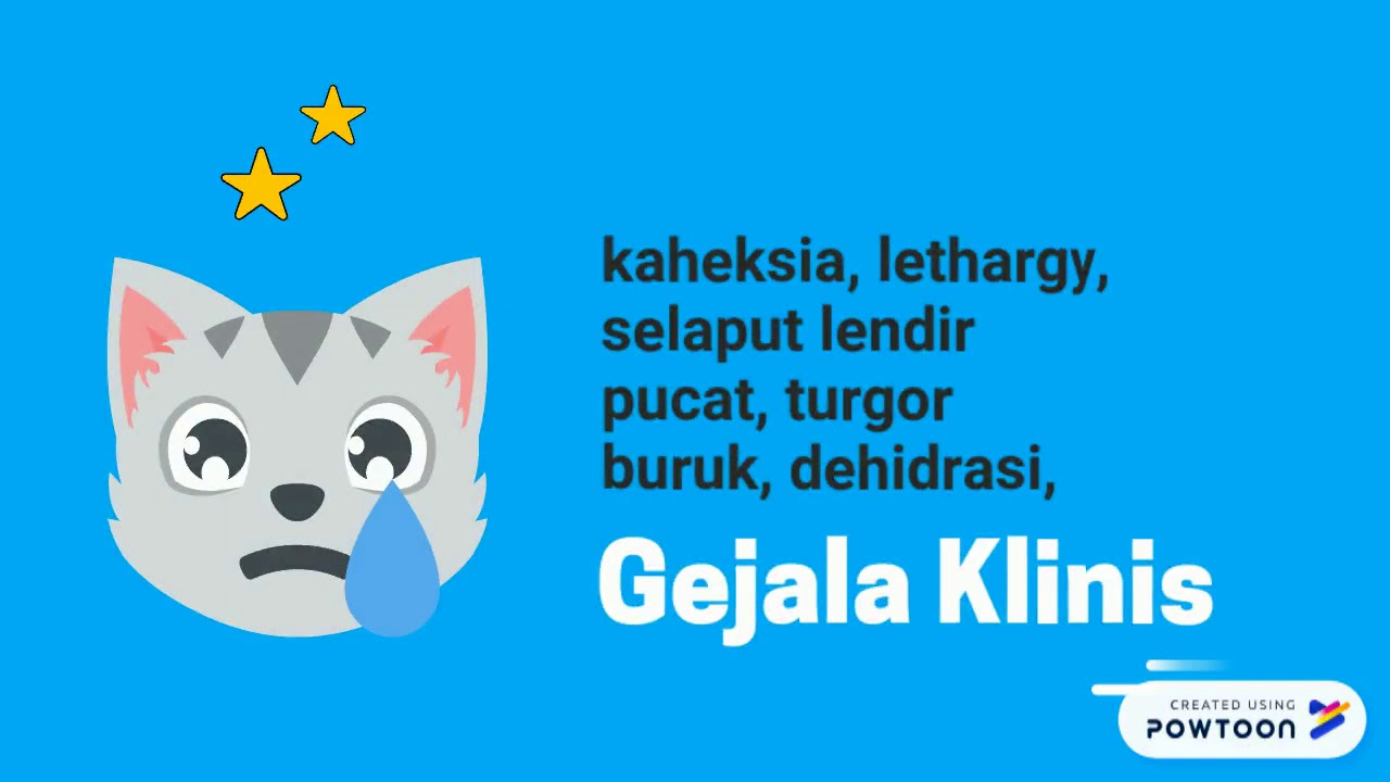 Cat kidney disease 