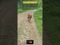 Tiger Sightings in Kabini & Nagarhole π