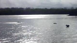 Blue-Footed Boobies In The Water