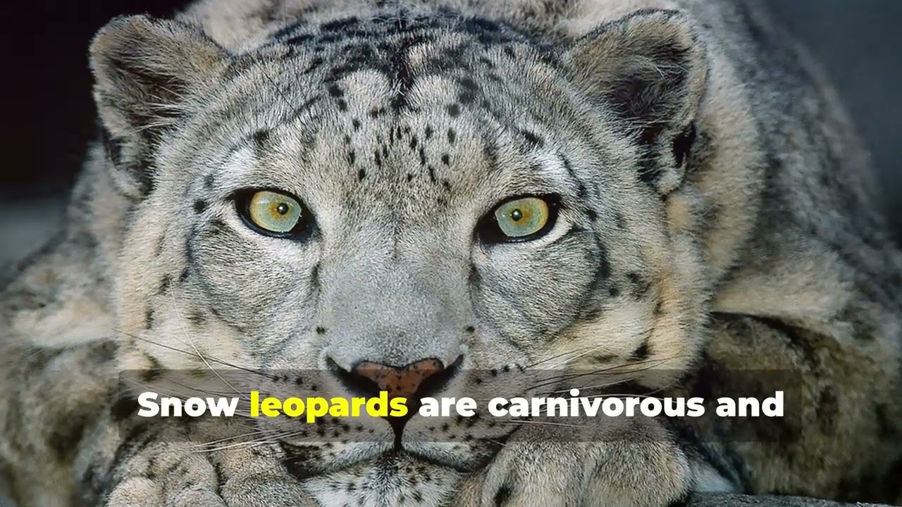 The Most Dangerous Big Cats on Earth 🐆 | Survival of the Deadliest