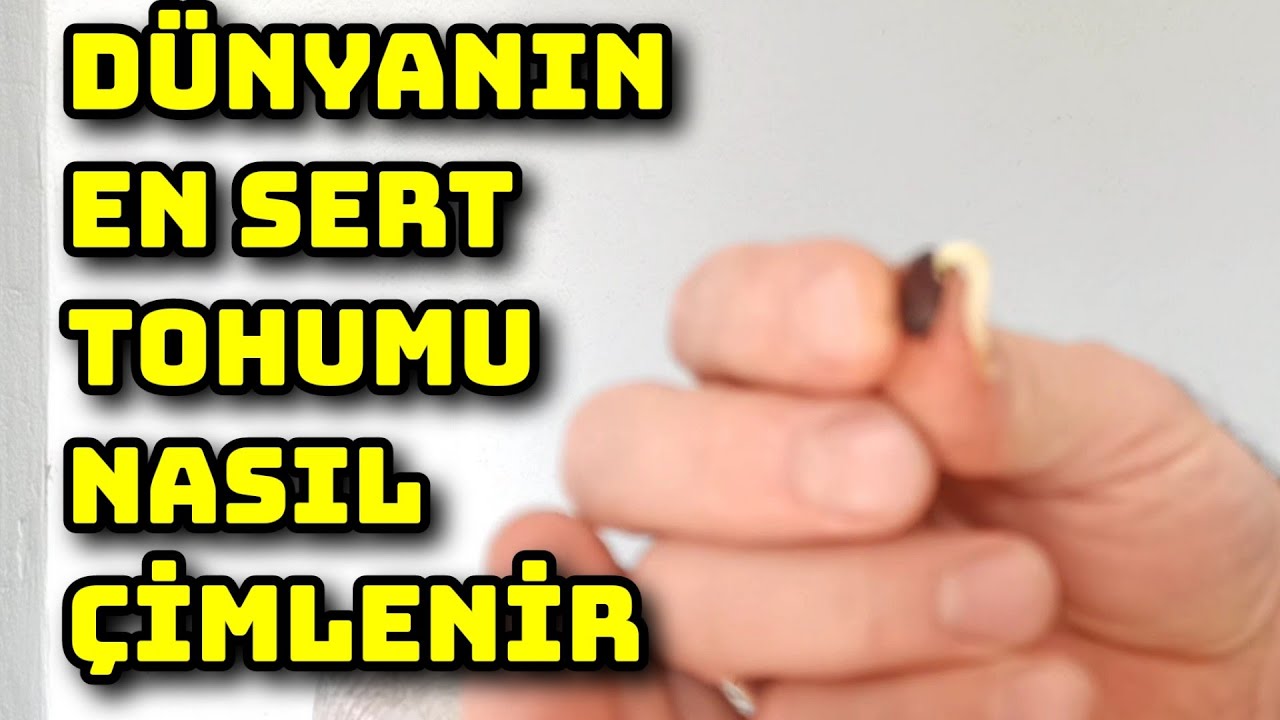Sert Kabuklu Tohumları Çimlendirmek Bu Kadar Kolay