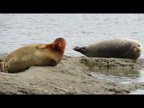 Beitrag: Natur erleben: Der Natur-Erlebnispfad im Langwarder Groden / Butjadingen