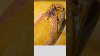 Golden Thai Python🐍