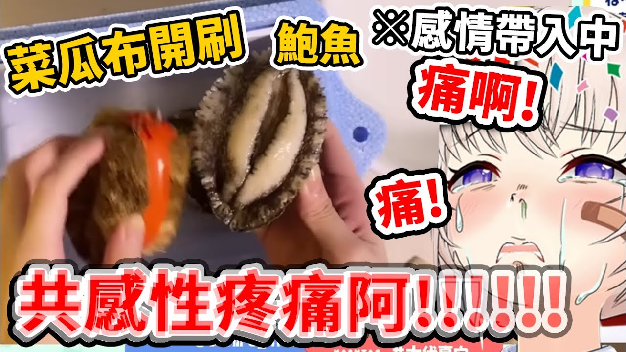 【大代真白】在開箱活鮑魚進行清潔環節時，真白因為代入了感情受到共感性疼痛的拷問w！